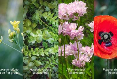 Eixarcolant aconsegueix el reconeixement legal de quatre noves plantes silvestres per a ús alimentari. EIX